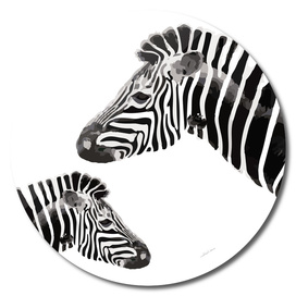 Zebra (white)