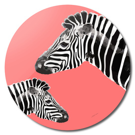 Zebra (coral)