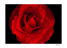 Red Rose by Lika Ramati