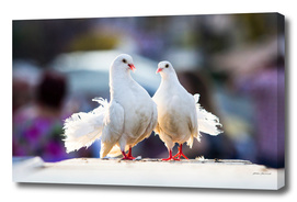White doves