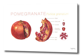 Pomegranate Cutaway Diagram