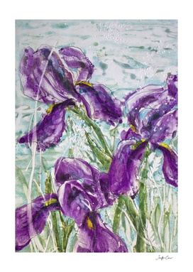 Irises