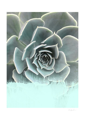 Sweet Teal Paint on Succulent
