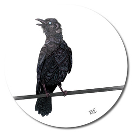 Verklempt Crow