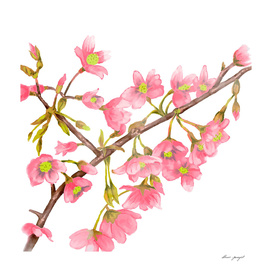 Spring tree branche watercolor