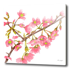 Spring tree branche watercolor