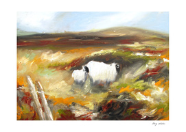 sheep in irish landscape