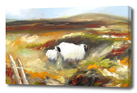 sheep in irish landscape