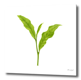 Tea leaf hand painting