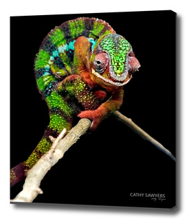 Posing Chameleon