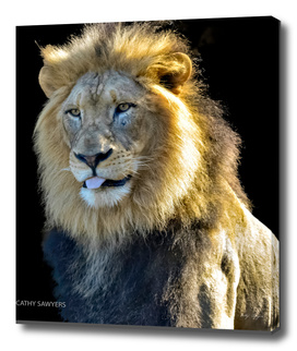 John the Lion