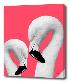 Flamingo Series 1