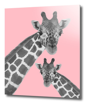 Giraffe Series 1