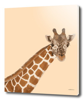Giraffe Series 3