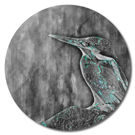 bird Kingfisher