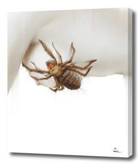 Arachnophobia III