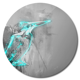 bird Kingfisher