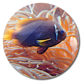 Little Fish. Underwater World.