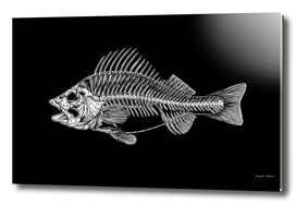 The Fish Skeleton (Black Background)