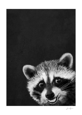 raccoon---I-m-not-sleepy-