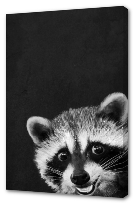 raccoon---I-m-not-sleepy-