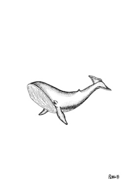 A whale