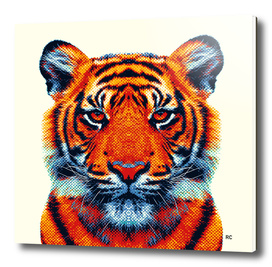Tiger - Colorful Animals