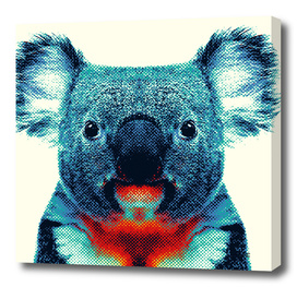 Koala - Colorful Animals