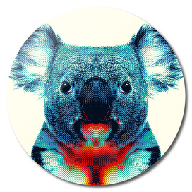 Koala - Colorful Animals