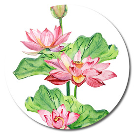Watercolor flowers lotuses
