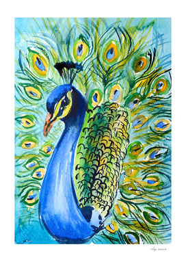 peacock watercolor