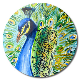 peacock watercolor