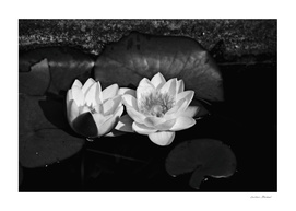 The water lily