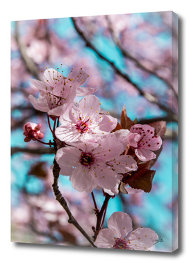 Sakura.Cherry Blossom