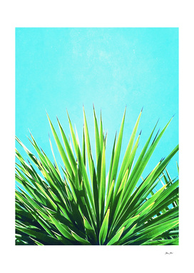 Solar Yucca Palm