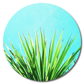 Solar Yucca Palm - Disk & Acrylic