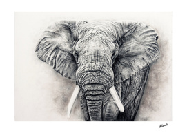 Elephant in charcoal