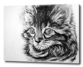 Kitten in charcoal