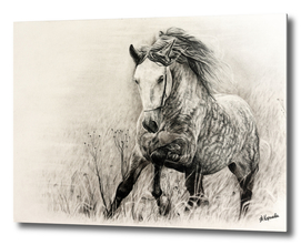White horse in charcoal