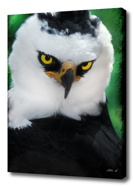 Black-and-white hawk-eagle