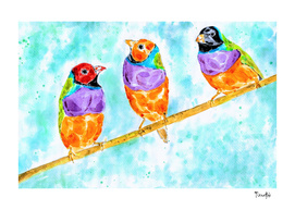 Gouldian Finches