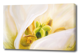 White  tulip