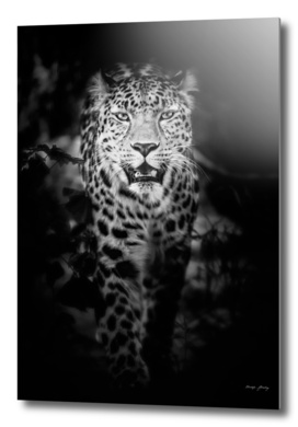 Jungle Leopard