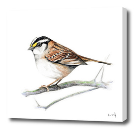 Bird: Sparrow