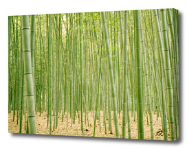Into Bamboo