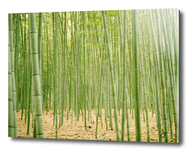 Into Bamboo
