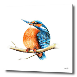 Bird: Kingfisher