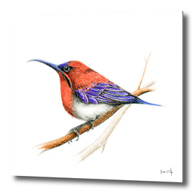 Bird: Sunbird