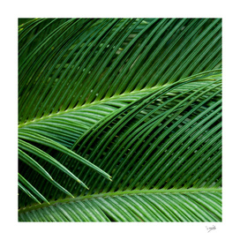 Palm leaves I
