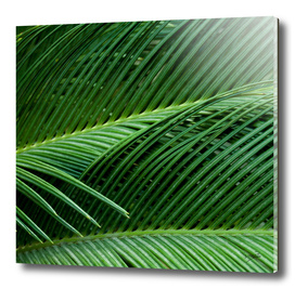 Palm leaves I